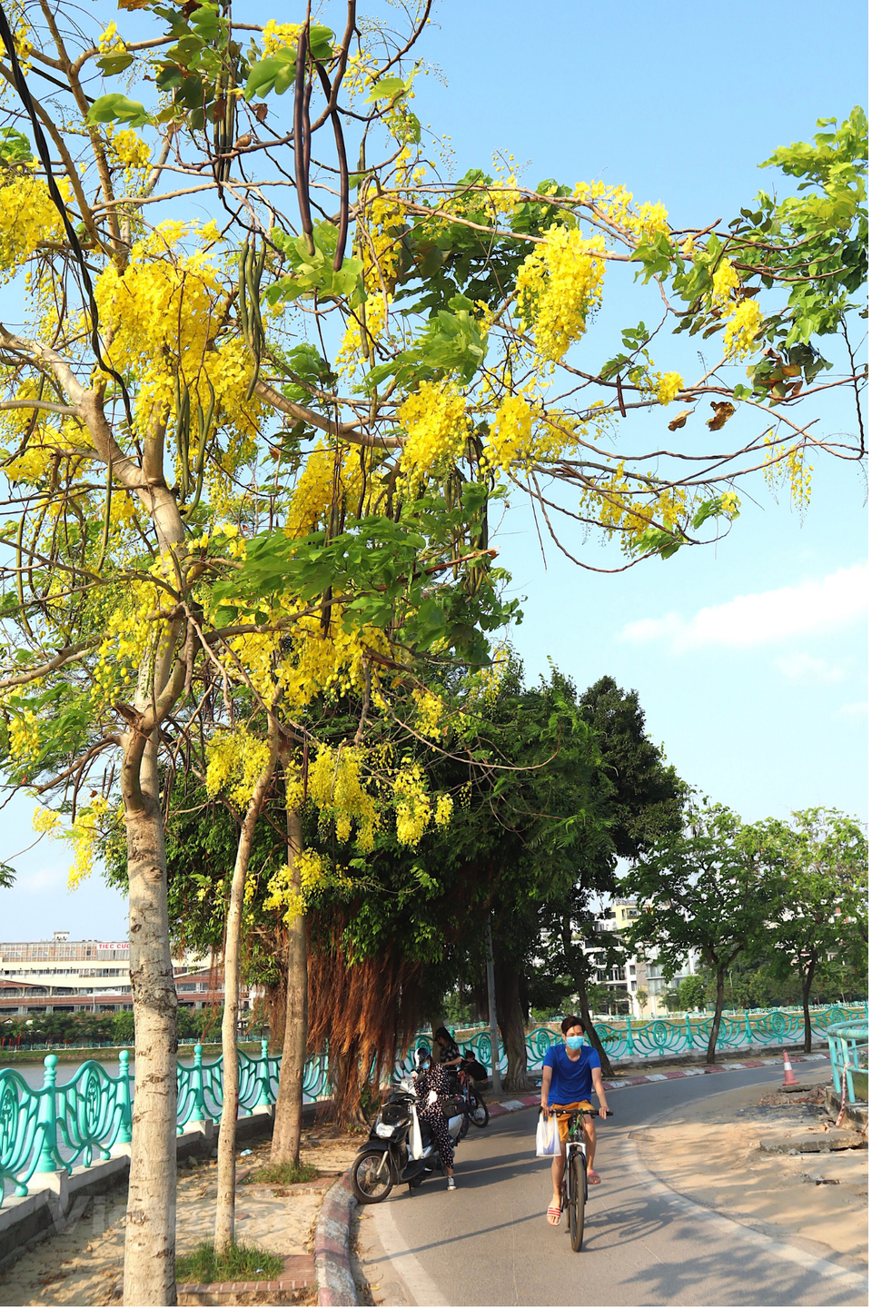 Bên cạnh sắc tím của bằng lăng, muồng hoàng yến như đang điểm thêm sắc vàng vào bức tranh rực rỡ của mùa Hè Hà Nội. (Ảnh: Vietnam+)