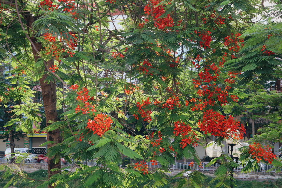 Màu hoa đặc trưng của mùa Hè phía Bắc. (Ảnh: Vietnam+)