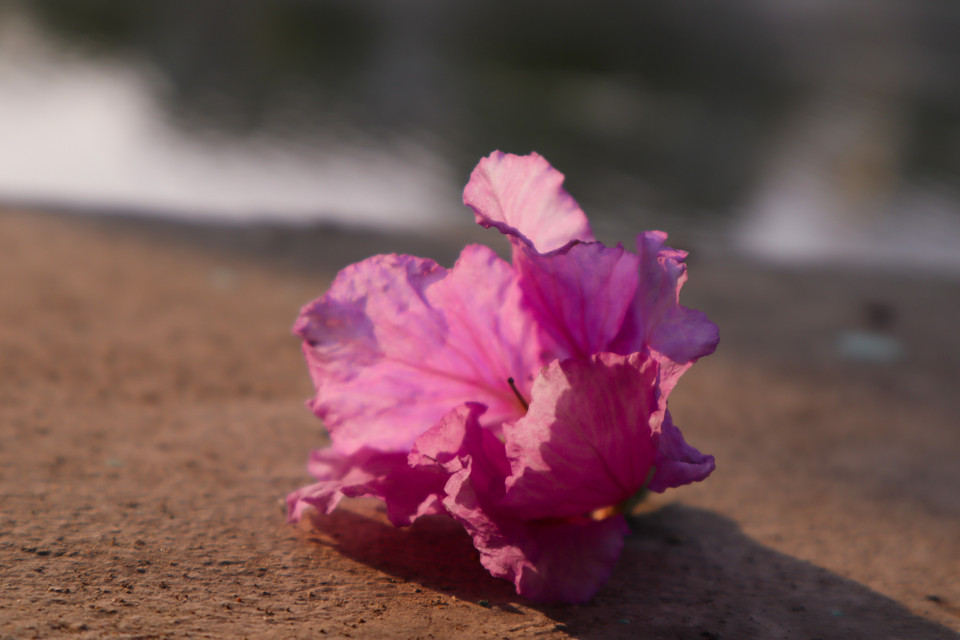 Hoa mọc thành chùm lớn tạo nên sắc tím ấn tượng. Cánh hoa mỏng nhẹ nhàng đung đưa trong gió. Quả bằng lăng xuất hiện khi hoa tàn phai. Quả khá cứng và có hạt bên trong, có tác dụng an thần và dễ ngủ. (Ảnh: Vietnam+)