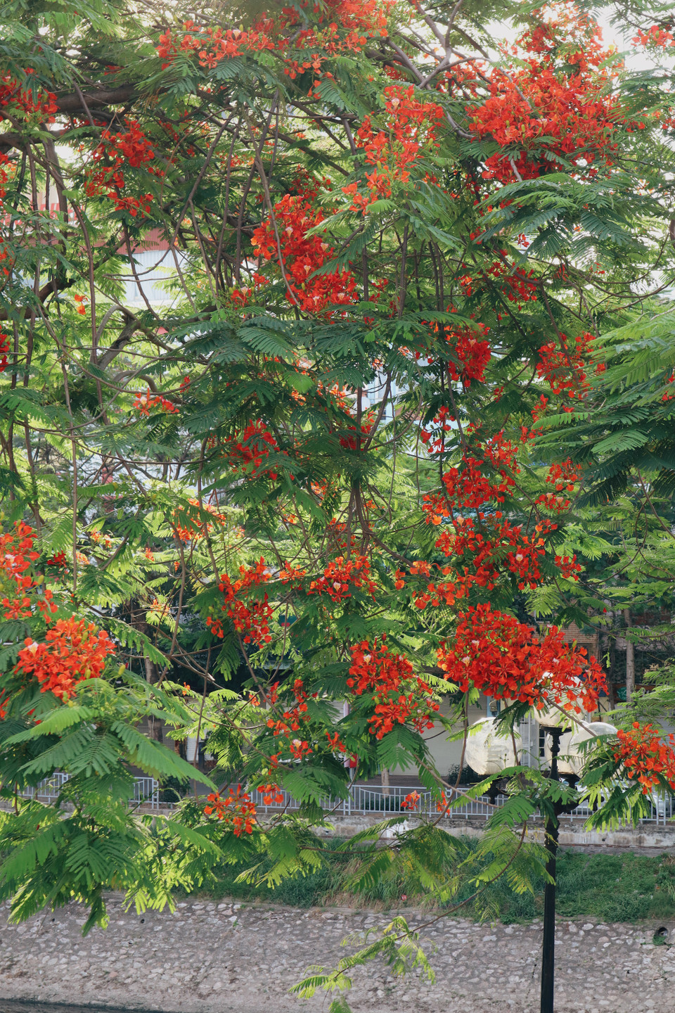 Sắc đỏ của phượng luôn là dấu hiệu khi Hè sang. Thông thường, cứ độ tháng Năm, con đường ven bờ sông Tô Lịch và hồ Tây sẽ đỏ rực màu hoa đỏ. Thế nhưng năm nay, do thời tiết không thuận nên hoa nở ít hơn so với mọi năm. (Ảnh: Vietnam+)