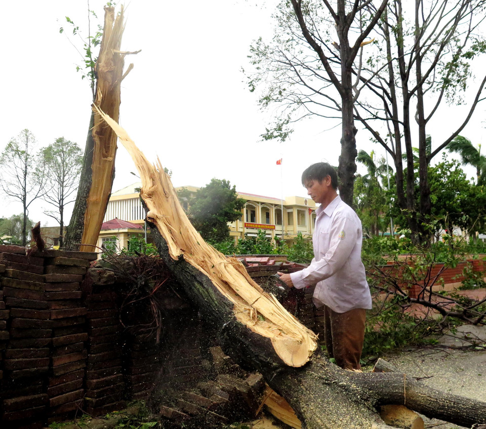 Người dân cưa, dọn những cây bị đổ ngã. (Ảnh: Lê Ngọc Phước/TTXVN)