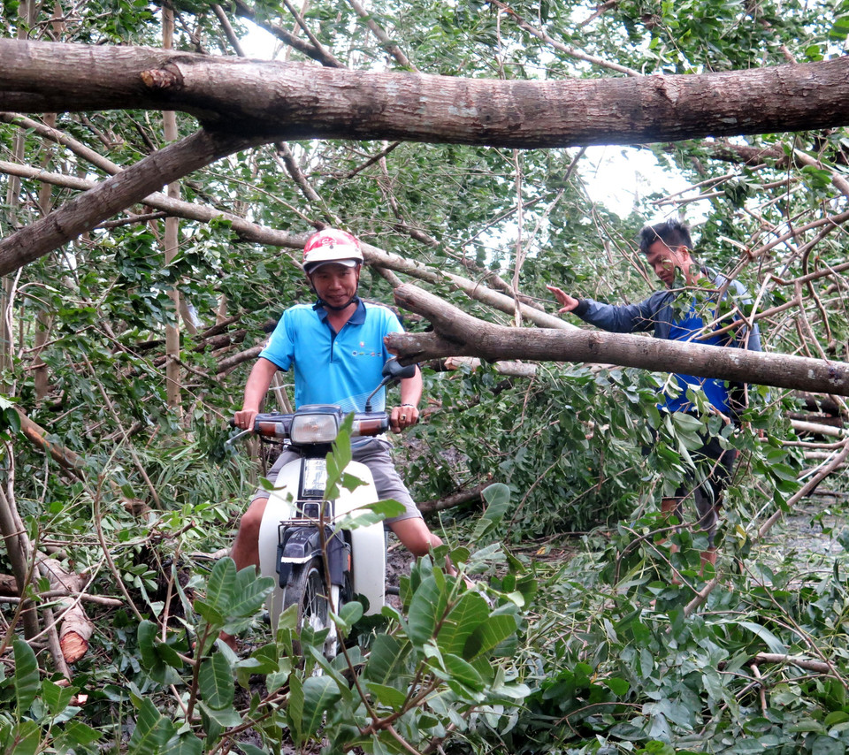 Bão quật đổ nhiều cây xanh chắn lối đi lại của người dân. (Ảnh: Lê Ngọc Phước/TTXVN)