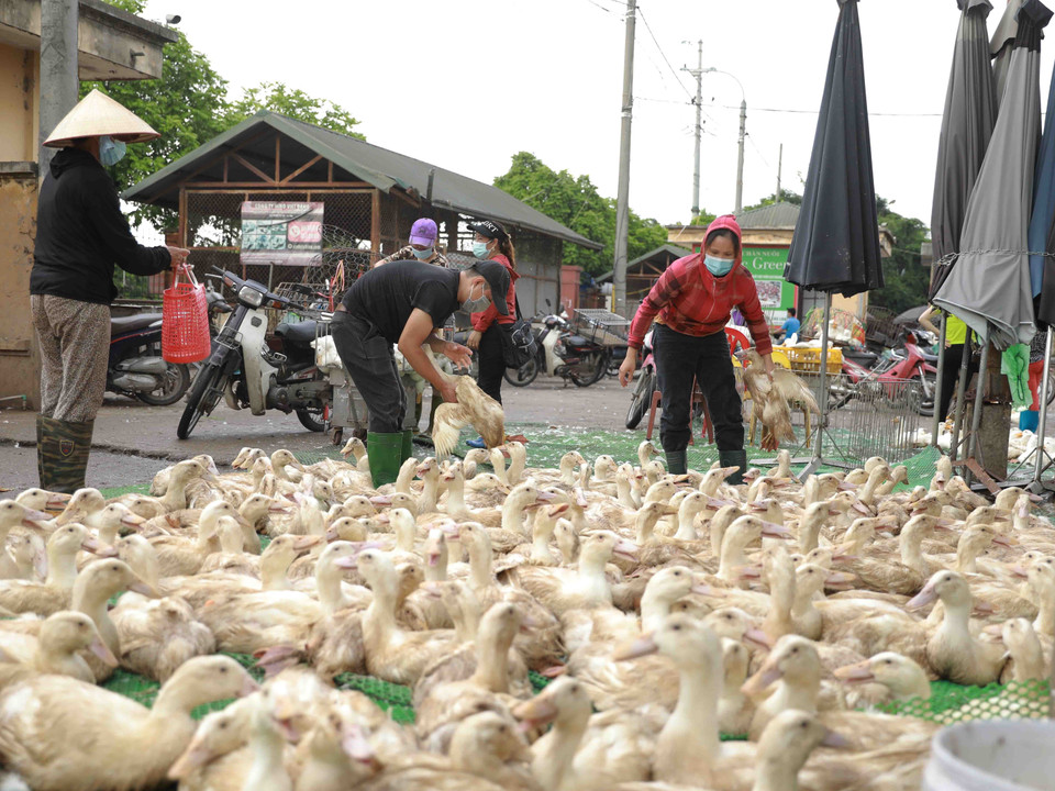 Mỗi đêm/ngày, chợ đầu mối gia cầm Hà Vĩ (xã Lê Lợi, huyện Thường Tín) vẫn trung chuyển khoảng 15 tấn gia cầm. (Ảnh: Vũ Sinh/TTXVN)