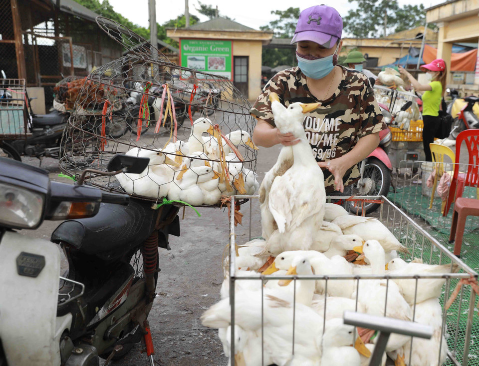  Tiểu thương đến mua gia cầm tại chợ. (Ảnh: Vũ Sinh/TTXVN)