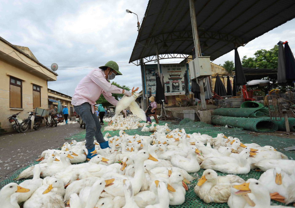 Tiểu thương mua gia cầm tại chợ Hà Vĩ. (Ảnh: Vũ Sinh/TTXVN)