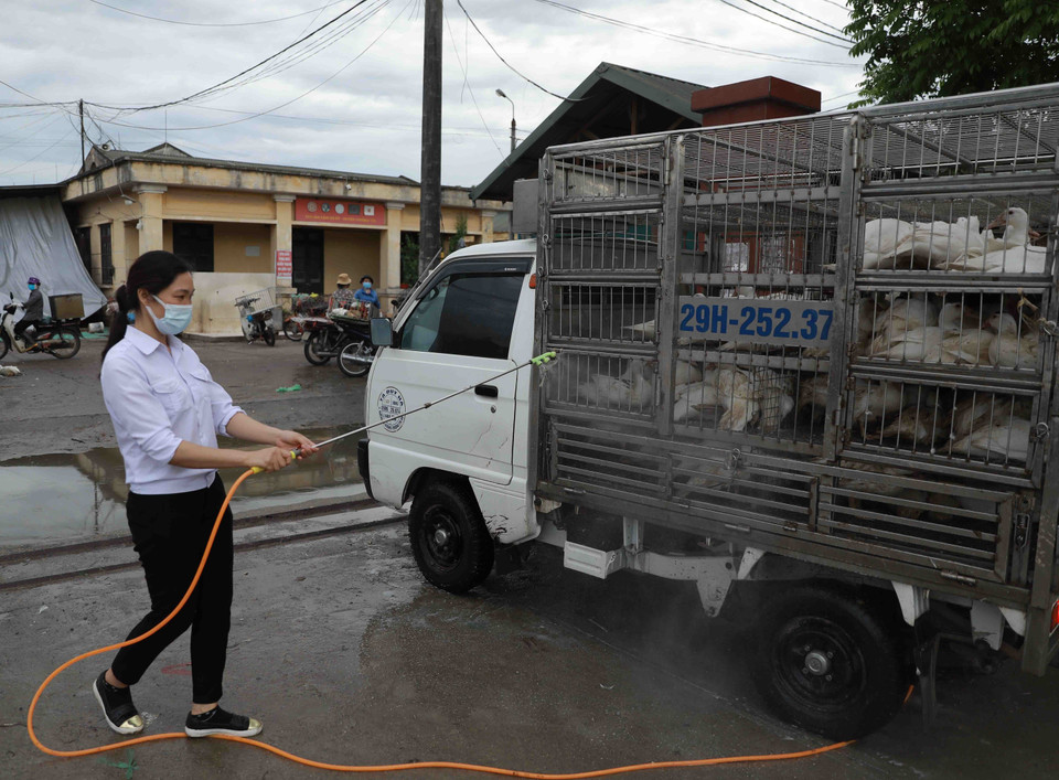 Nhân viên Chi cục thú y Hà Nội phun hóa chất tiêu độc khử trùng cho tất cả các xe vận chuyển gia cầm vào chợ. (Ảnh: Vũ Sinh/TTXVN)