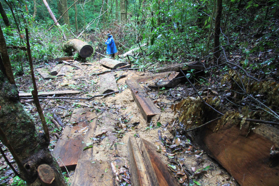 Nhiều cây gỗ mới bị chặt, vẫn còn tươi. (Nguồn: TTXVN)