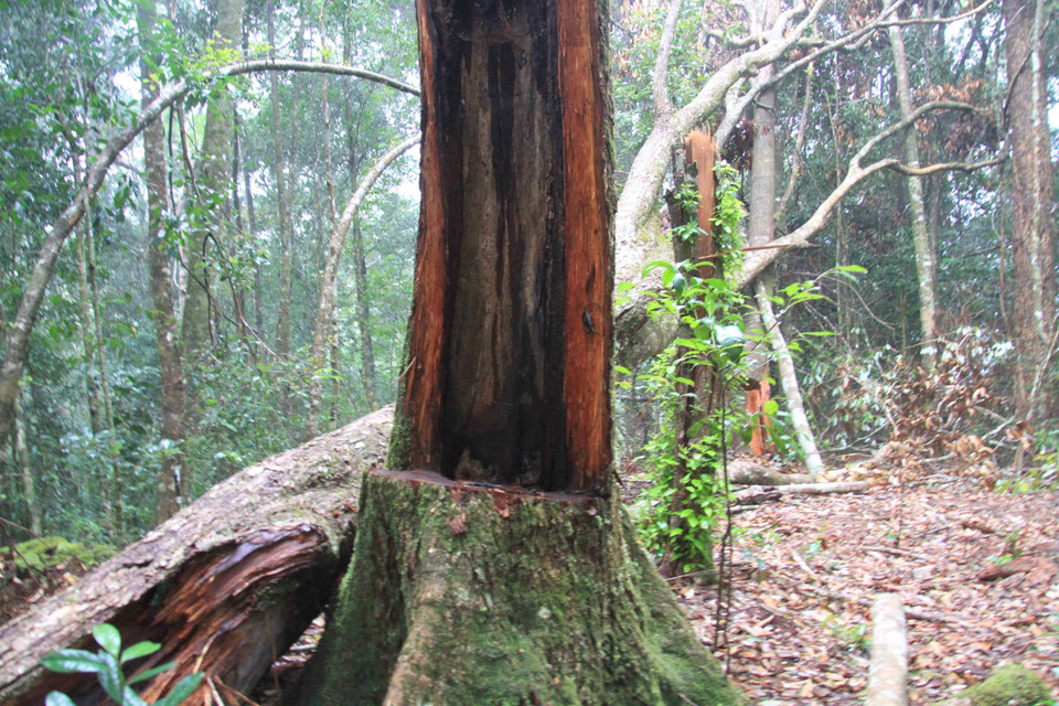 Cơ quan chức năng xác định có 11 cây gổ dổi, hoa lý, huỳnh bị cưa xẻ. (Nguồn: TTXVN) 