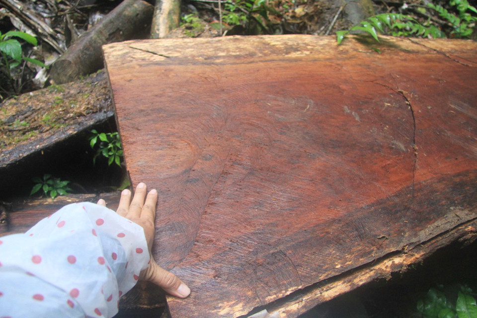 Hàng loạt cây gỗ dổi cổ thụ đã bị đốn hạ, đường kính gốc cây từ 1 đến 1,6 mét. (Nguồn: TTXVN)