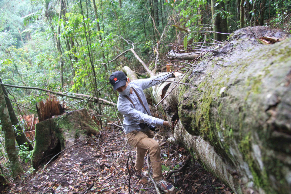 Những cây gỗ dổi cổ thụ cao, to đã bị đốn hạ, đường kính gốc cây từ 1 đến 1,6 mét. (Nguồn: TTXVN)
