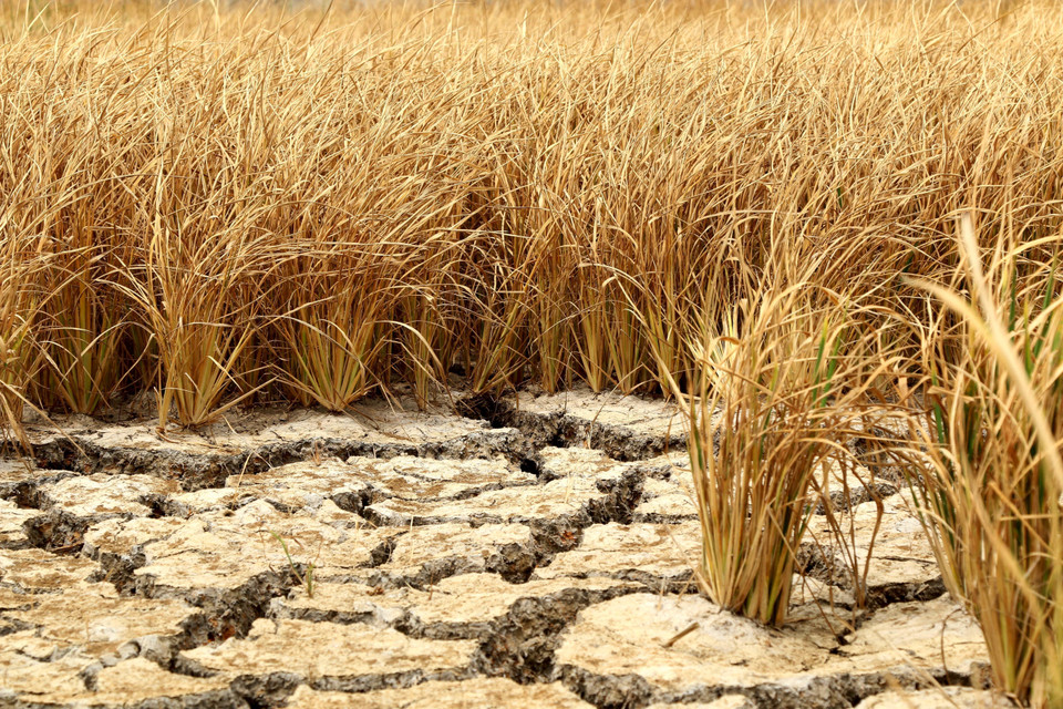 Hạn, mặn khiến hàng ngàn ha lúa vụ Đông Xuân ở Long An chết cháy. (Ảnh: TTXVN)