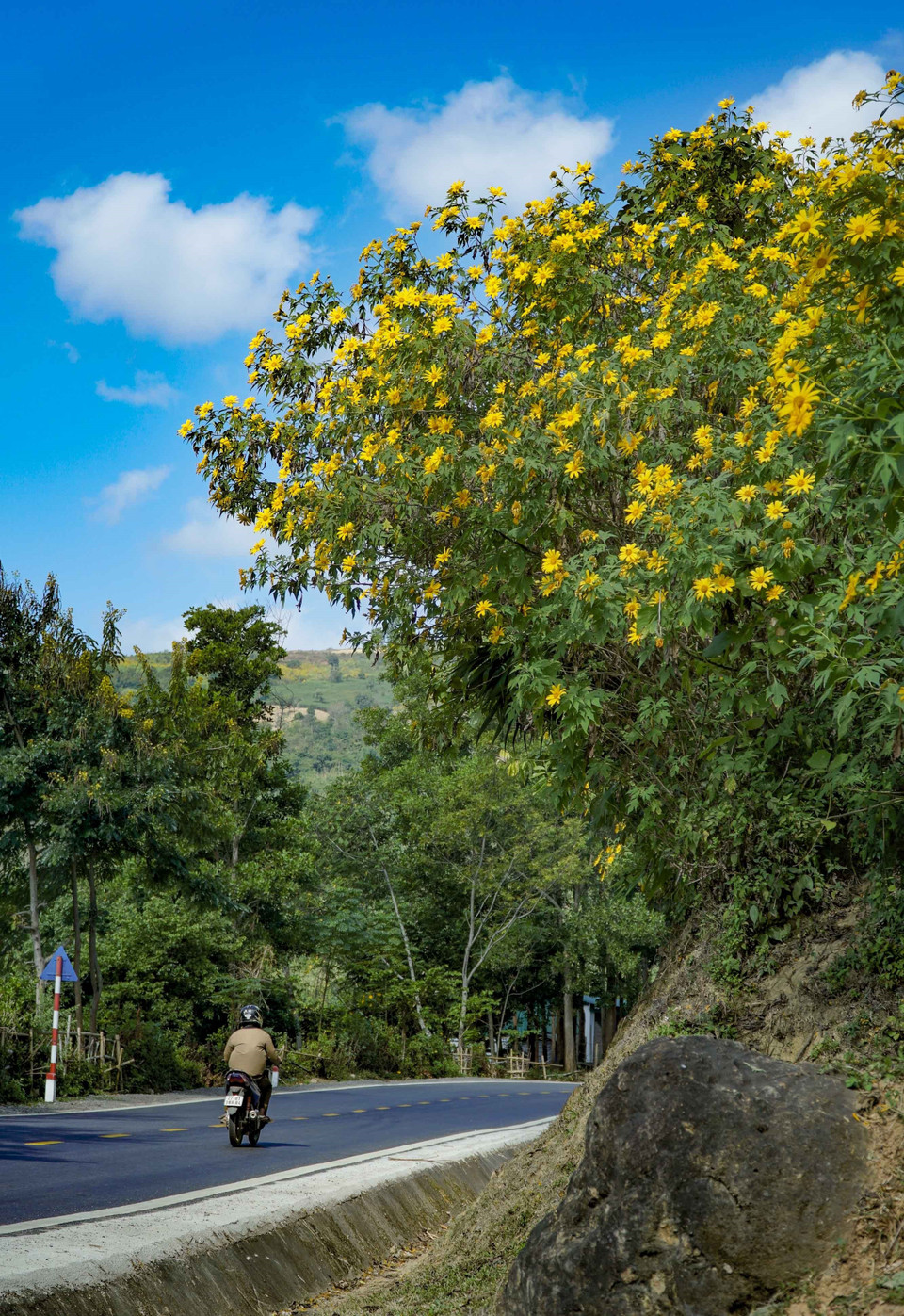 Những cung đường trở nên thơ mộng hơn với sự xuất hiện của hoa dã quỳ. (Ảnh: Xuân Tư/TTXVN)