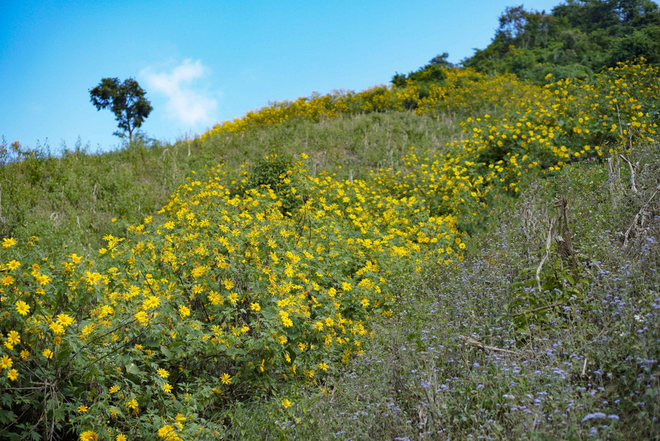 Hoa dã quỳ phủ kín sườn đồi. (Ảnh: Xuân Tư/TTXVN)