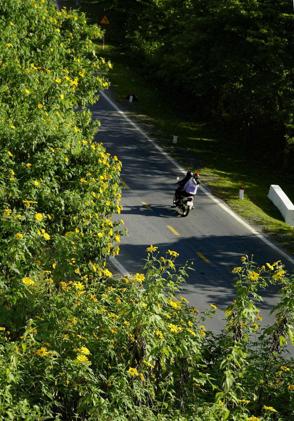 Hoa dã quỳ nhuộm vàng trên các cung đường. (Ảnh: Xuân Tư/TTXVN)