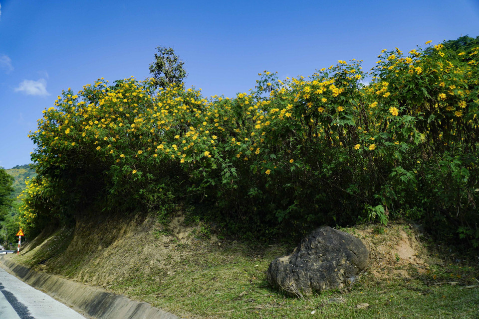 Hoa dã quỳ khoe sắc trong nắng. (Ảnh: Xuân Tư/TTXVN)