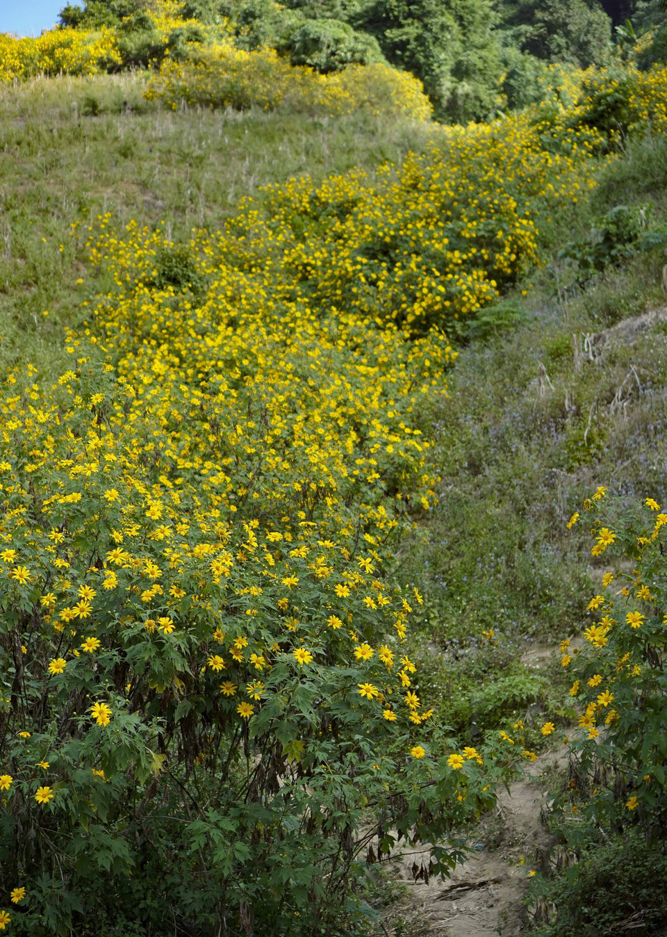 Những sườn đồi được nhuộm vàng bởi sắc hoa dã quỳ. (Ảnh: Xuân Tư/TTXVN)