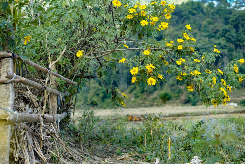 Vẻ đẹp cuốn hút của dã quỳ. (Ảnh: Xuân Tư/TTXVN)