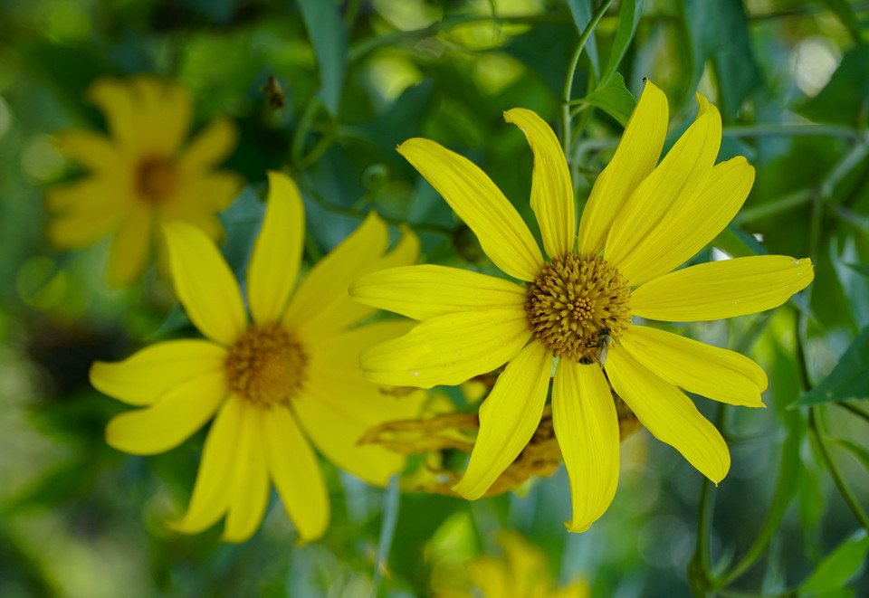 Vẻ đẹp của dã quỳ. (Ảnh: Xuân Tư/TTXVN)