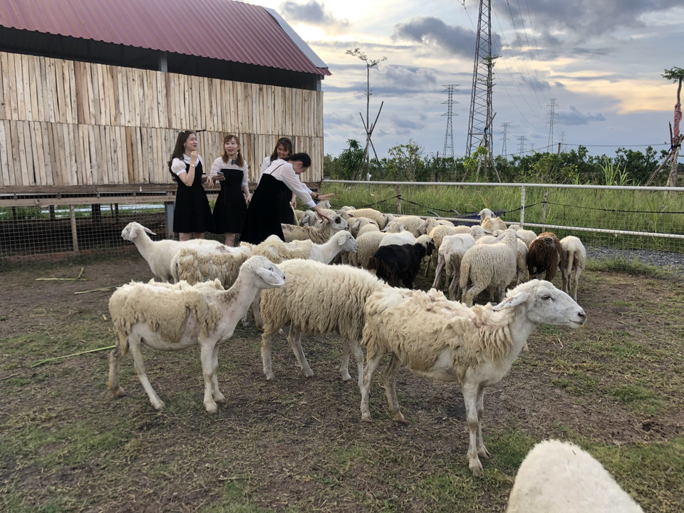 Du khách thích thú tìm đến để lưu những khoảnh khắc tuyệt vời nhất. (Ảnh: Nhật Bình/TTXVN)