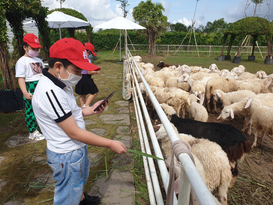 Trang trại cừu có giá vé: 60.000 đồng/người lớn, 35.000 đồng/ trẻ em trên 1,1m. (Ảnh: Nhật Bình/TTXVN)