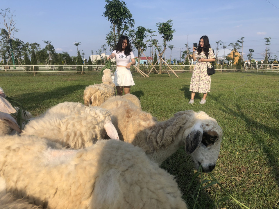 Trang trại cừu thu hút khách du lịch ở Bạc Liêu. (Ảnh: Nhật Bình/TTXVN)