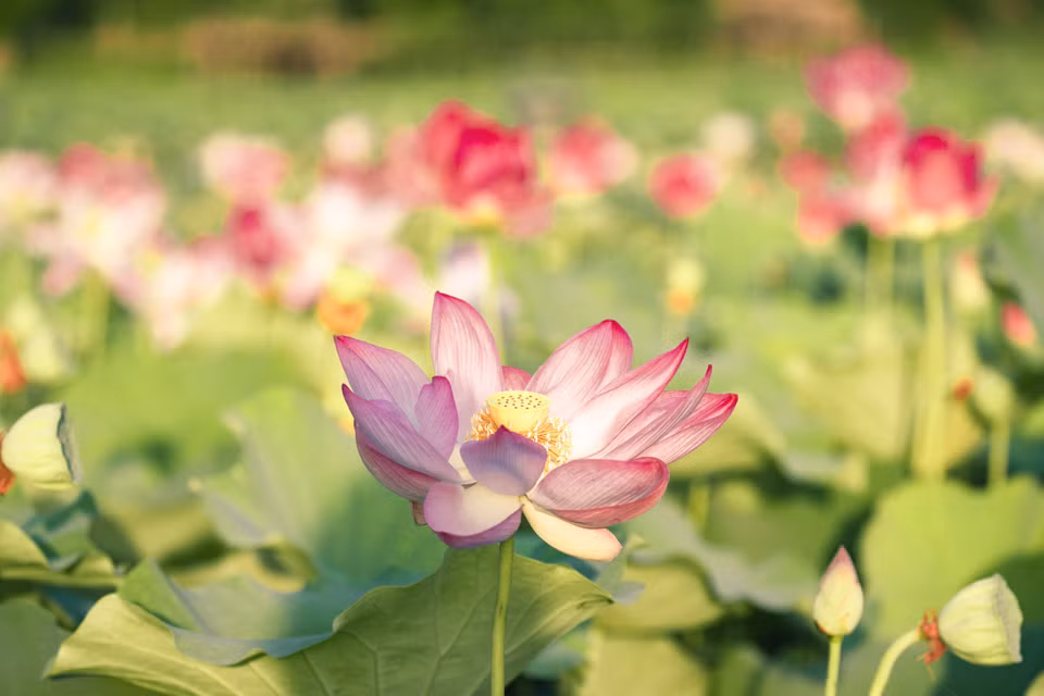 Đây cũng chính là hồ sen từng được mệnh danh kỳ lạ nhất Việt Nam khi vẫn nở hoa vào mùa Đông năm ngoái. (Ảnh: Vietnam+)