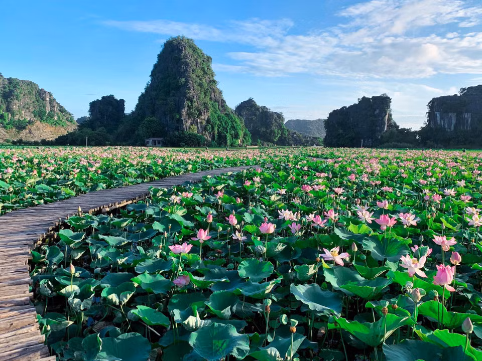 Tuần qua, hình ảnh về một hồ sen nở rộ giữa mùa Thu miền Bắc được dân mạng chia sẻ rầm rộ. Nhiều người khá bất ngờ khi thời điểm này lẽ ra mọi đầm sen đã trụi lá vậy mà vẫn có hồ sen nhiều hoa đến vậy. (Ảnh: Vietnam+)