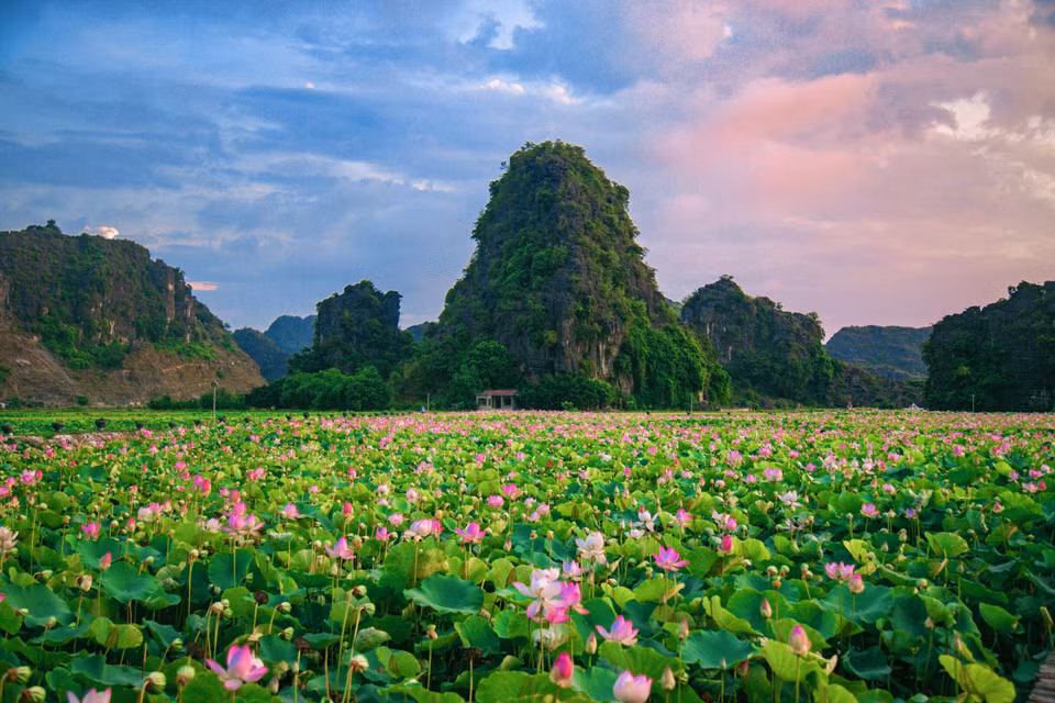 Đầm sen ngát hương nở giữa những dãy núi của mảnh đất cố đô Hoa Lư. (Ảnh: Vietnam+)