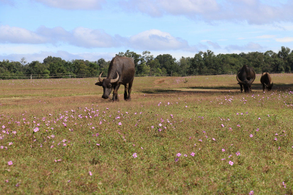 Trảng cỏ Bù Lạch còn là nơi chăn nuôi gia súc nên du khách sẽ bắt gặp những đàn bò, đàn trâu nhởn nhơ gặm cỏ tại đây. (Ảnh: Nhật Bình/TTXVN)