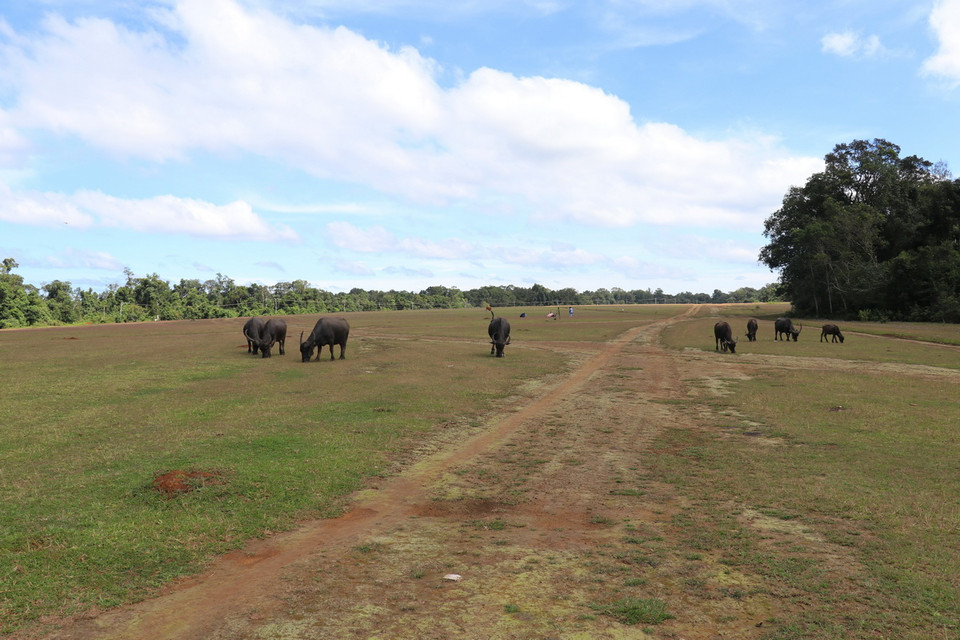 Những đàn bò, đàn trâu nhởn nhơ gặm cỏ. (Ảnh: Nhật Bình/TTXVN)