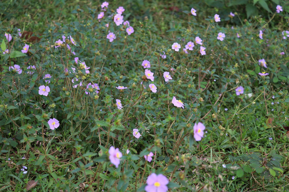 Ghé thăm Trảng cỏ Bù Lạch, du khách sẽ được chiêm ngưỡng trảng cỏ xanh bát ngát điểm xuyết thảm hoa sim, hoa dã quỳ tím quyến rũ. (Ảnh: Nhật Bình/TTXVN)