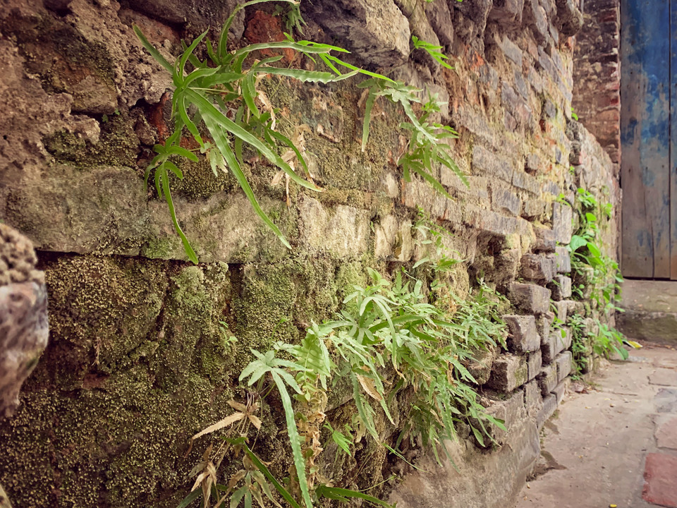Có cả một 'hệ sinh thái' ký sinh trên những bức tường xưa cũ. (Ảnh: CTV/Vietnam+)