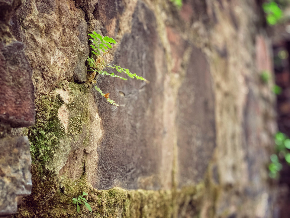 Rêu mốc, dấu ấn thời gian hằn in trên những bức tường bao quanh làng. (Ảnh: CTV/Vietnam+)