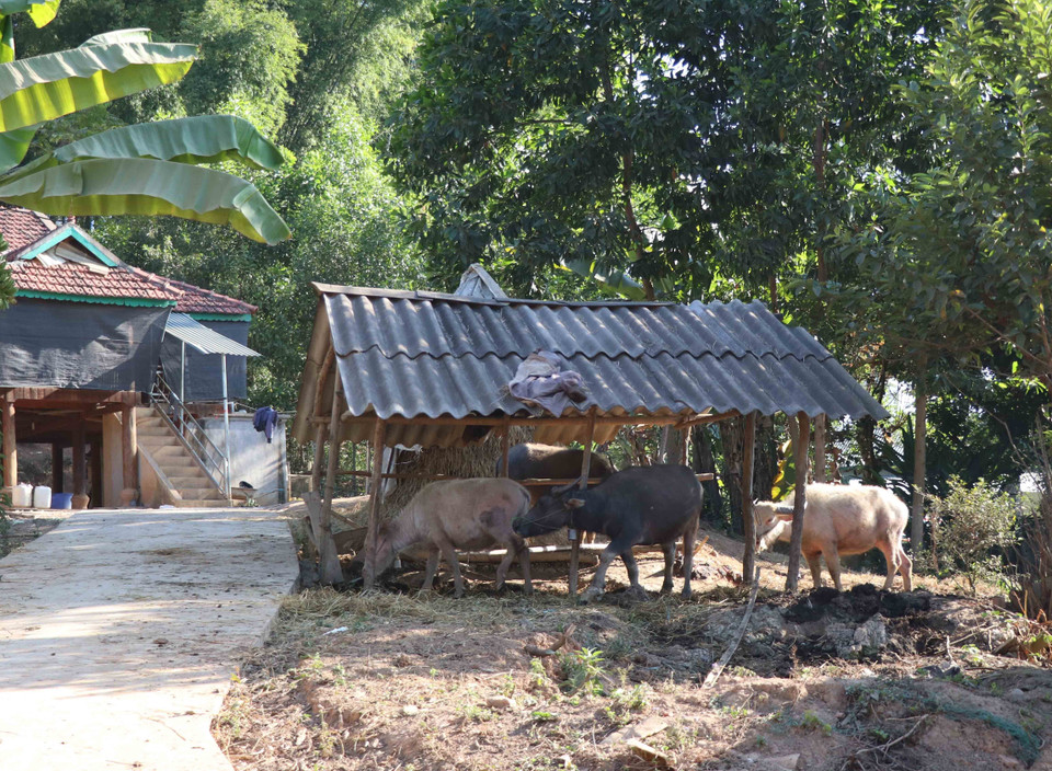 Người dân Khơ Mú bản Pú Tửu đã đầu tư chuồng trại chăn nuôi gia súc chứ không thả rông trên rừng như trước đây. (Ảnh: Xuân Tiến/TTXVN)