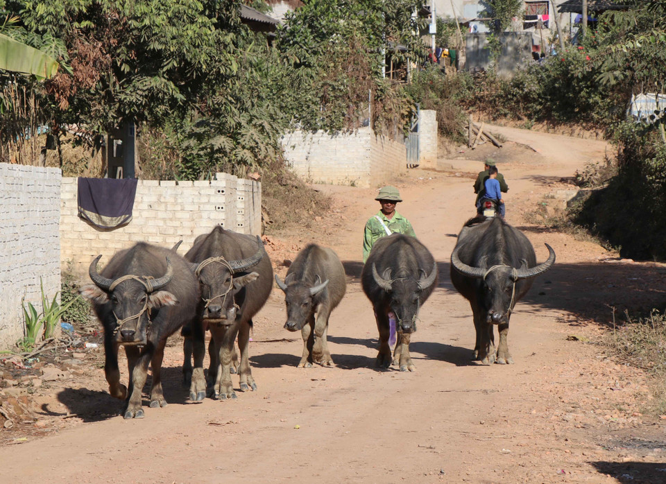 Người dân lùa đàn trâu về bản. (Ảnh: Xuân Tiến/TTXVN)