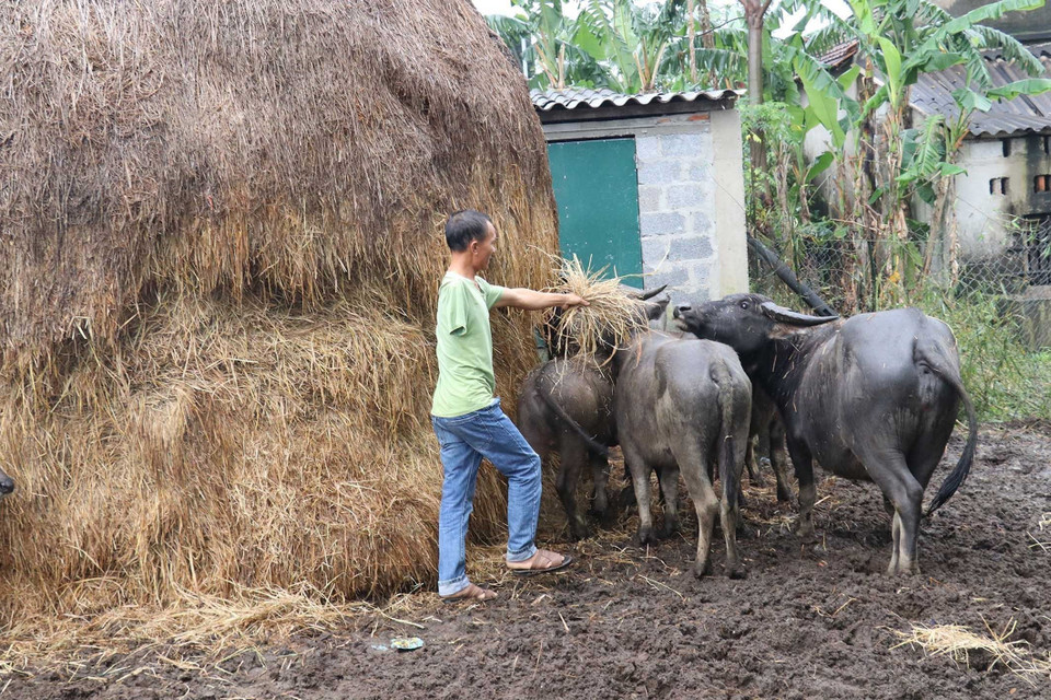 Nạn nhân bom mìn Nguyễn Văn Thắng (sinh năm 1978), ở thôn Trường An, xã Gia Ninh, huyện Quảng Ninh, tỉnh Quảng Bình, năm 2018 được dự án hỗ trợ 6 triệu đồng chăn nuôi gà, trâu. Từ hộ nghèo nay đã thoát nghèo, gia đình anh vay ngân hàng chính sách 100 triệu đầu tư chăn nuôi, phát triển kinh tế, trừ mọi chi phí sinh hoạt và học hành của con cái, mỗi năm gia đình anh tiết kiệm được khoảng 15 triệu đồng. (Ảnh: Anh Tuấn/TTXVN)
