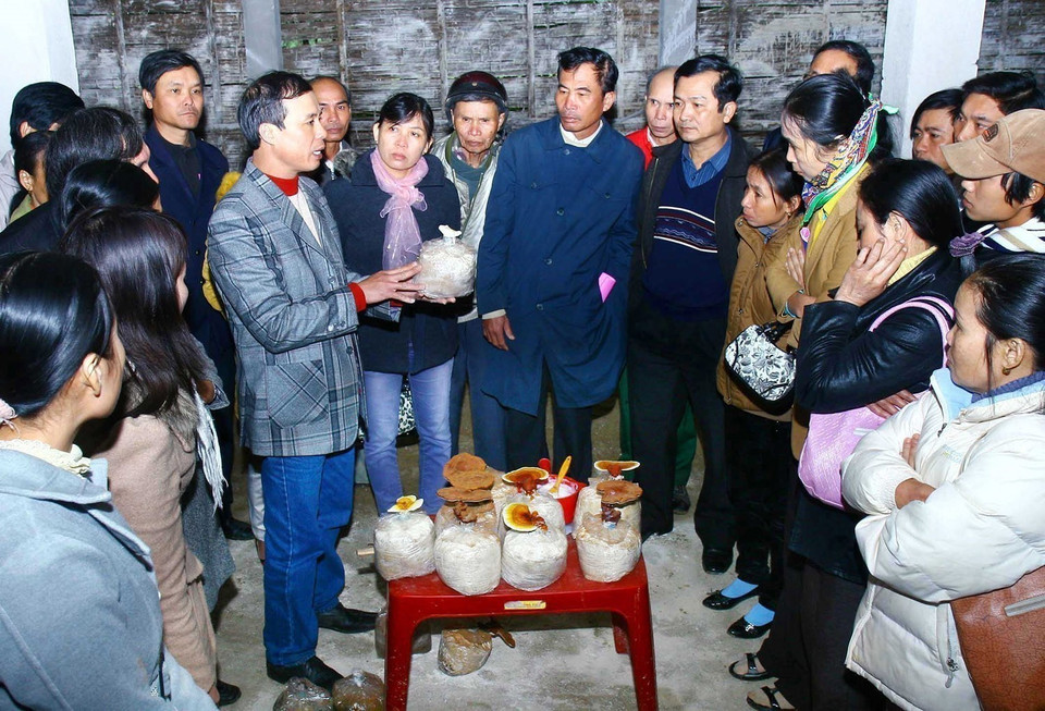 Tổ chức RENEW và Viện Humpty Dumpty Institute (tổ chức phi Chính phủ tại Mỹ) tổ chức lớp tập huấn, chuyển giao công nghệ trồng nấm linh chi cho gia đình có nạn nhân bị ảnh hưởng bom, mìn trên địa bàn huyện Cam Lộ, tỉnh Quảng Trị (2/2012). (Ảnh: Hồ Cầu/TTXVN)