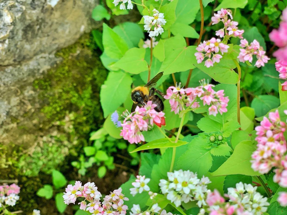 Hoa mọc lẫn với đá, tô điểm cho đất trời Hà Giang thêm lãng mạn và mềm mại. (Ảnh: Xuân Mai/Vetnam+)