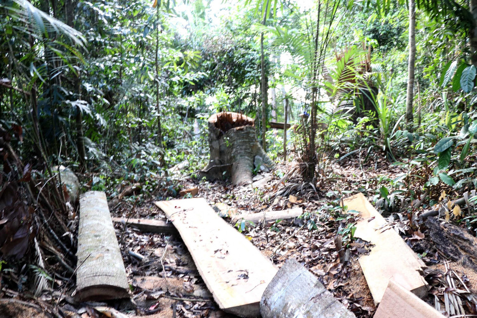 Hiện trường vụ phá rừng phòng hộ ở xã Vĩnh Sơn, huyện Vĩnh Thạnh, Bình Định. (Ảnh: Nguyên Linh/TTXVN)