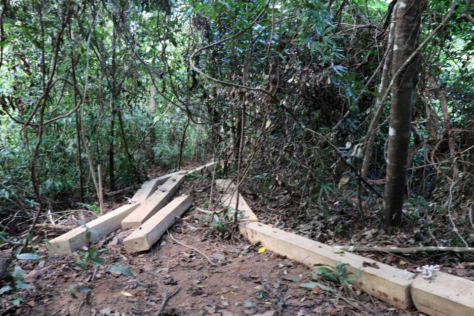 Gỗ được cửa xẻ từng phách nằm rải rác gần hiện trường vụ phá rừng. (Ảnh: Nguyên Linh/TTXVN)