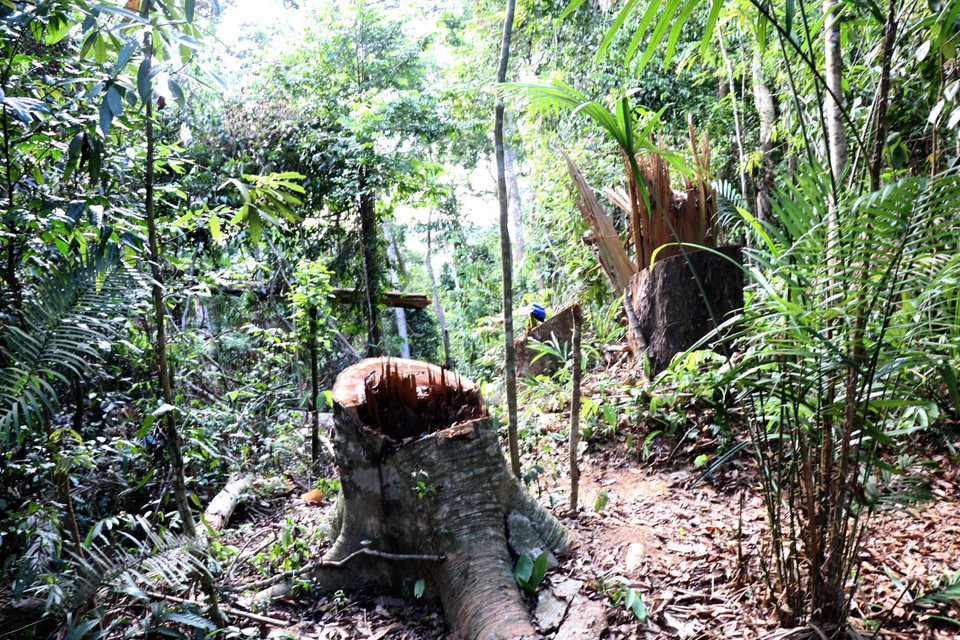 Hiện trường vụ phá rừng phòng hộ ở xã Vĩnh Sơn, huyện Vĩnh Thạnh, Bình Định. (Ảnh: Nguyên Linh/TTXVN)