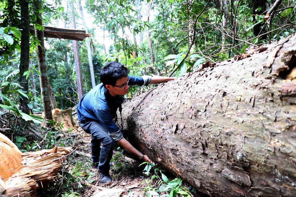 Cây cổ thụ bị lâm tặc đốn hạ ở tiểu khu 142 xã Vĩnh Sơn, huyện Vĩnh Thạnh, Bình Định. (Ảnh: Nguyên Linh/TTXVN)