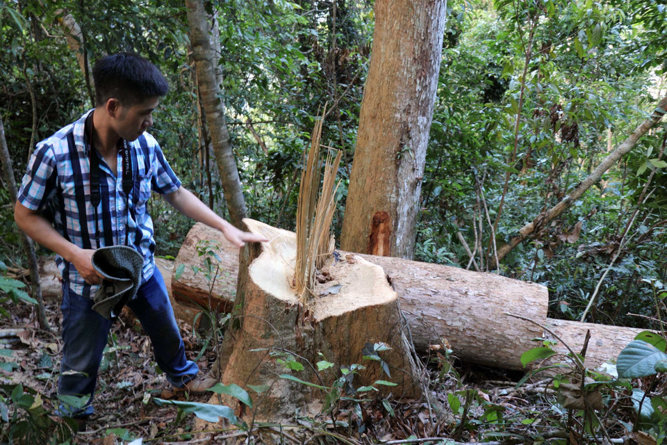Một cây cổ thụ bị lâm tặc đốn hạ nhưng chưa kịp đưa ra khỏi hiện trường. (Ảnh: Nguyên Linh/TTXVN)