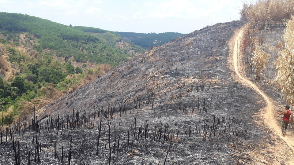 Hiện trạng rừng tái sinh bị phá và đốt rụi. (Ảnh: K GỬIH/TTXVN)