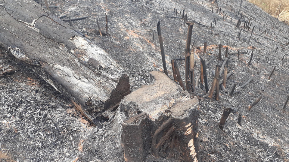 Hiện trạng rừng tái sinh bị phá và đốt rụi. (Ảnh: K GỬIH/TTXVN)