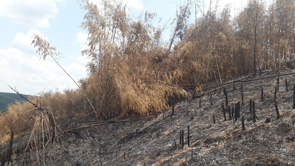 Hiện trạng rừng tái sinh bị phá và đốt rụi. (Ảnh: K GỬIH/TTXVN)