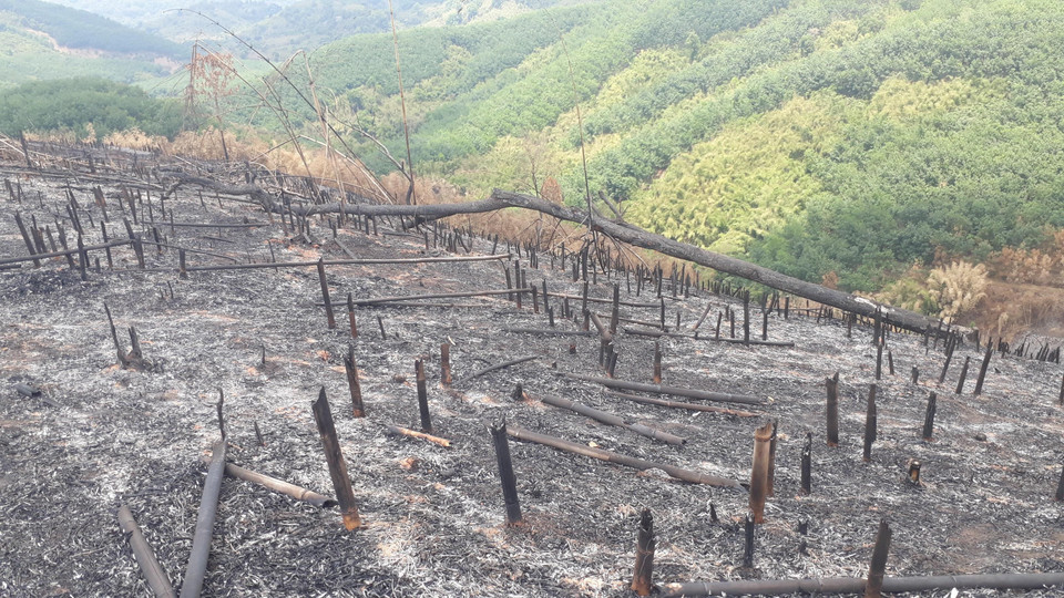 Hiện trạng rừng tái sinh bị phá và đốt rụi. (Ảnh: K GỬIH/TTXVN)