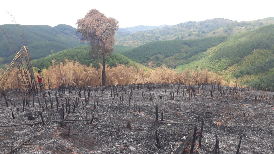 Hiện trạng rừng tái sinh bị phá và đốt rụi. (Ảnh: K GỬIH/TTXVN)