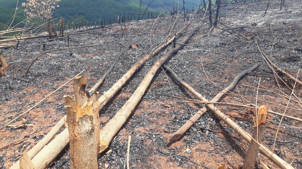 Lợi dụng sự buông lỏng quản lý của cơ quan bảo vệ rừng, các đối tượng "lạ" đã xâm nhập, chặt phá và đốt rụi khoảng 10ha rừng tái sinh tại Tiểu khu 52 thuộc xã Đắk Ơ, huyện Bù Gia Mập, tỉnh Bình Phước. (Ảnh: K GỬIH/TTXVN)