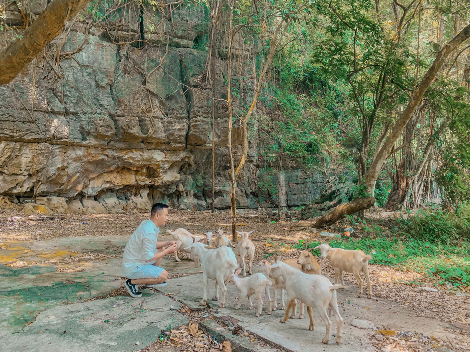 Đàn dê thân thiện cũng có thể trở thành 'bối cảnh' đẹp cho bức hình. (Ảnh: Mai Mai/Vietnam+)